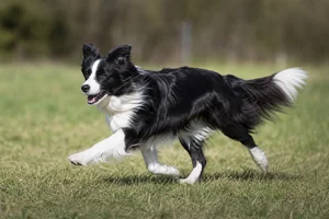 Border Collie — running