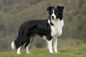 Border Collie — adult