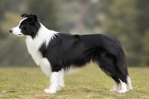 Border Collie — black and white coat