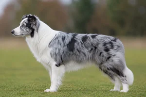Border Collie — blue merle and white coat