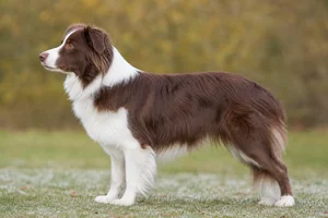 Border Collie — chocolate and white coat