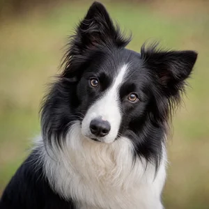 Border Collie — alert
