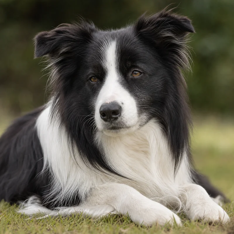 Border Collie — relaxed
