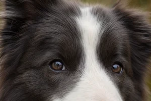 Border Collie — eyes