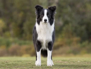 Border Collie — front