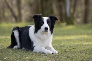Border Collie — lying down