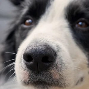 Border Collie — nose