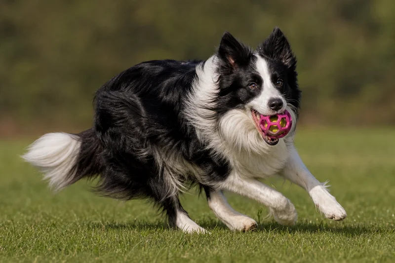 Border Collie — playing