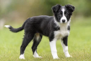 Border Collie — puppy (~4 mo)