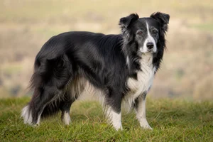 Border Collie — senior