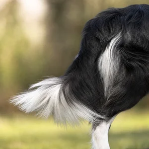 Border Collie — tail