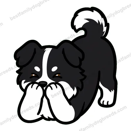 Border Collie sticker 4