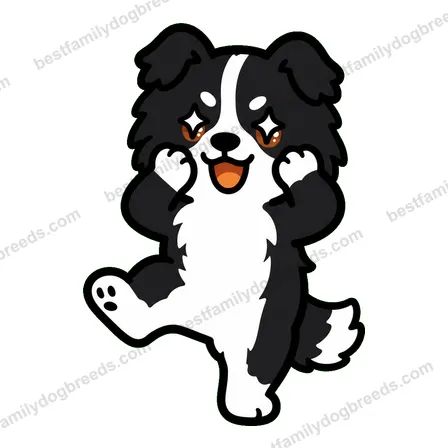 Border Collie dog meme sticker preview