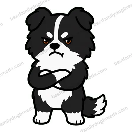 Border Collie sticker 7