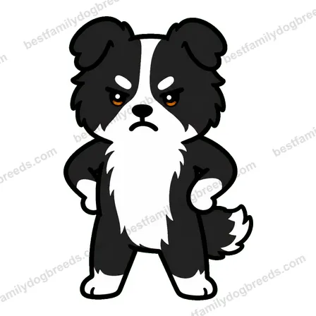 Border Collie sticker 9