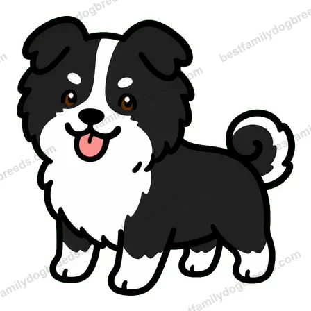 Border Collie sticker 10