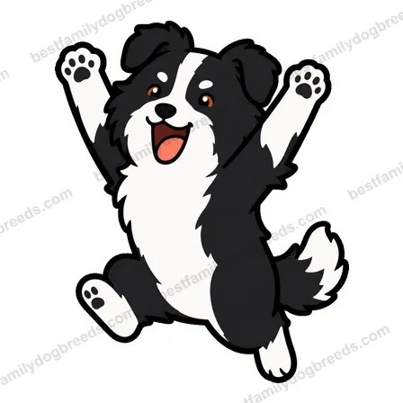 Border Collie sticker 13
