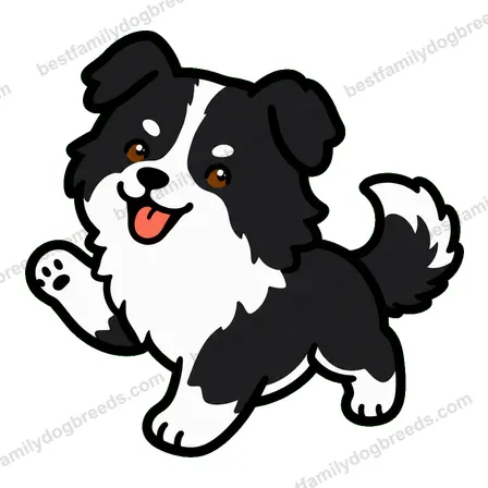 Border Collie sticker 14