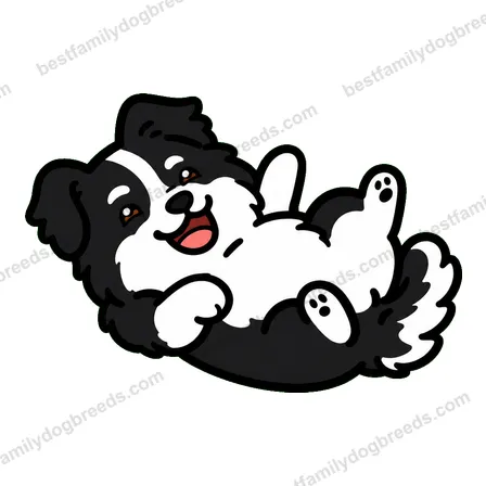 Border Collie dog meme sticker preview