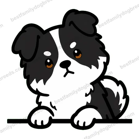 Border Collie sticker 17