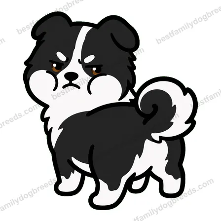 Border Collie dog meme sticker preview