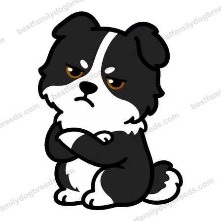 Border Collie sticker 19