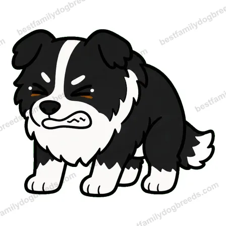 Border Collie dog meme sticker preview