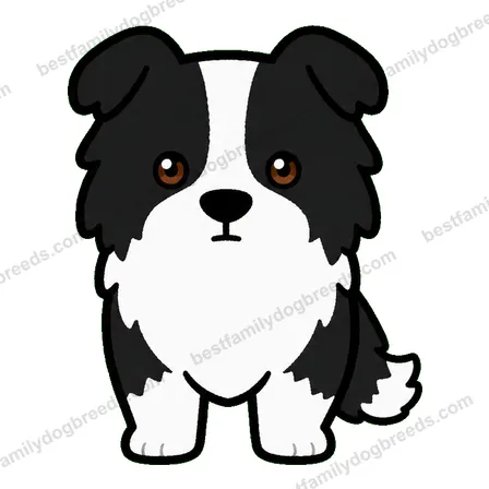 Border Collie sticker 34