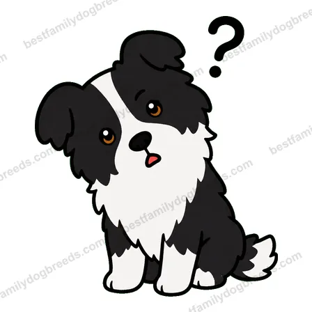Border Collie dog meme sticker preview