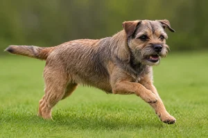 Border Terrier — running