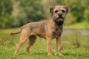 Border Terrier — adult
