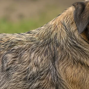 Border Terrier — coat texture
