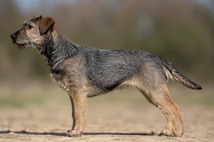 Border Terrier — Blue and tan coat