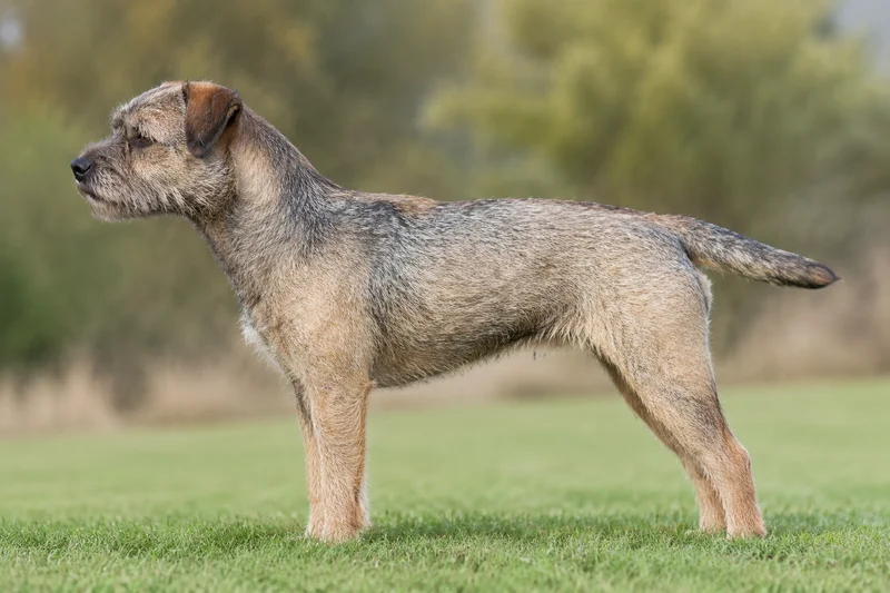 Border Terrier — Grizzle and tan coat
