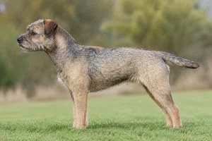 Border Terrier — Grizzle and tan coat