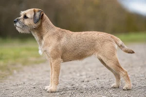 Border Terrier — Wheaten coat