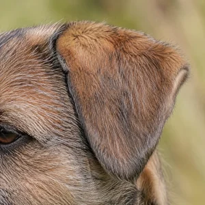 Border Terrier — ears