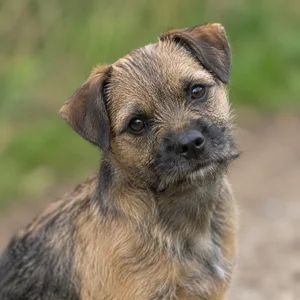 Border Terrier — alert