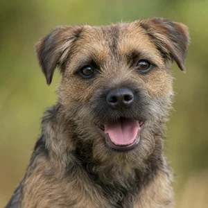 Border Terrier — happy