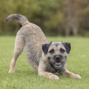 Border Terrier — playful