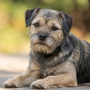 Border Terrier — relaxed
