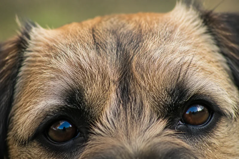 Border Terrier — eyes