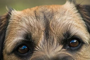 Border Terrier — eyes