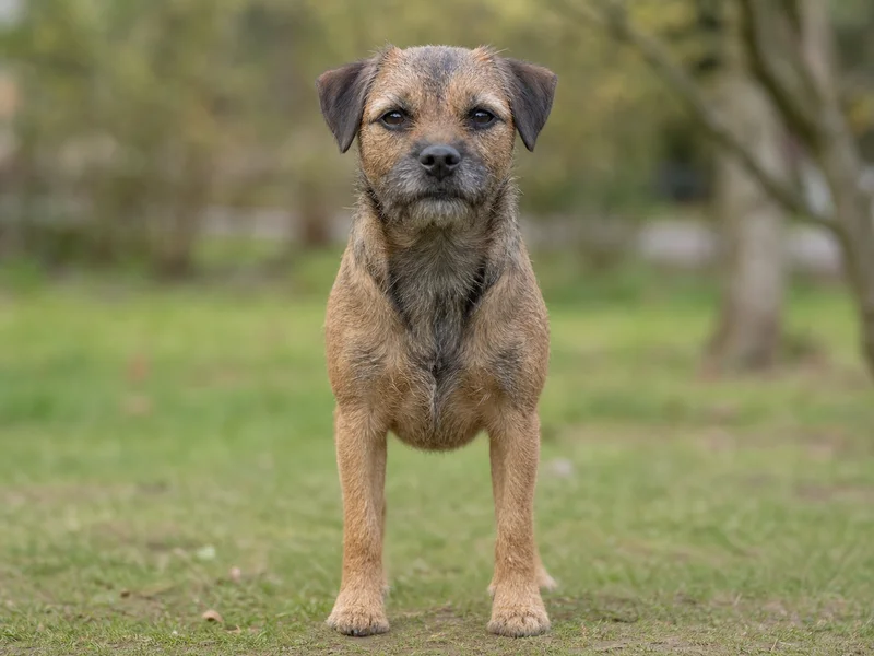 Border Terrier — front