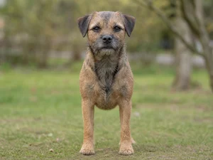 Border Terrier — front