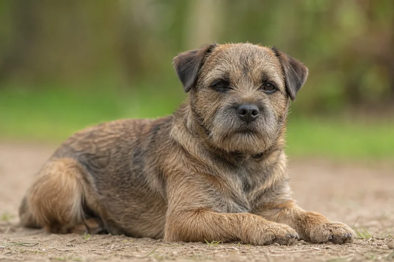 Border Terrier — lying down