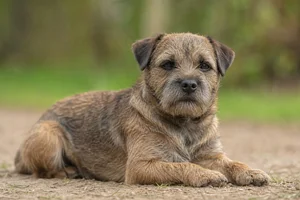 Border Terrier — lying down