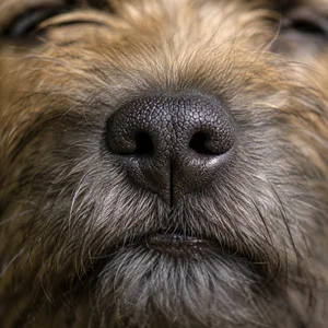 Border Terrier — nose