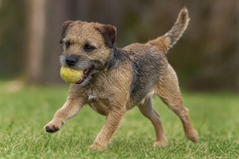 Border Terrier — playing