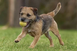 Border Terrier — playing